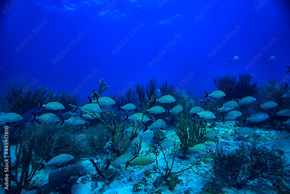 Fototapeta premium school of fish underwater photo, Gulf of Mexico, Cancun, bio fishing resources