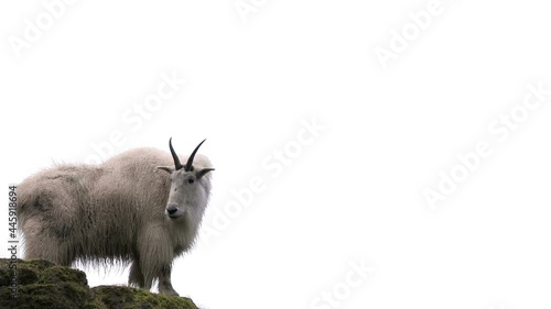 Mountain Goat standing on mountain top white background