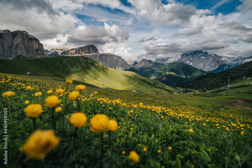 Summer view of Sella group from Sella pass, Dolomites, Italy. Golden flowers on a green alpine meadow, high rocky Sella towers in the background. - obrazy, fototapety, plakaty 