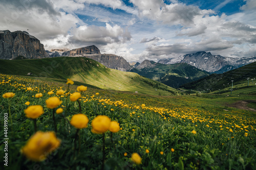 Summer view of Sella group from Sella pass, Dolomites, Italy. Golden flowers on a green alpine meadow, high rocky Sella towers in the background.