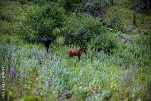 red deer in the field