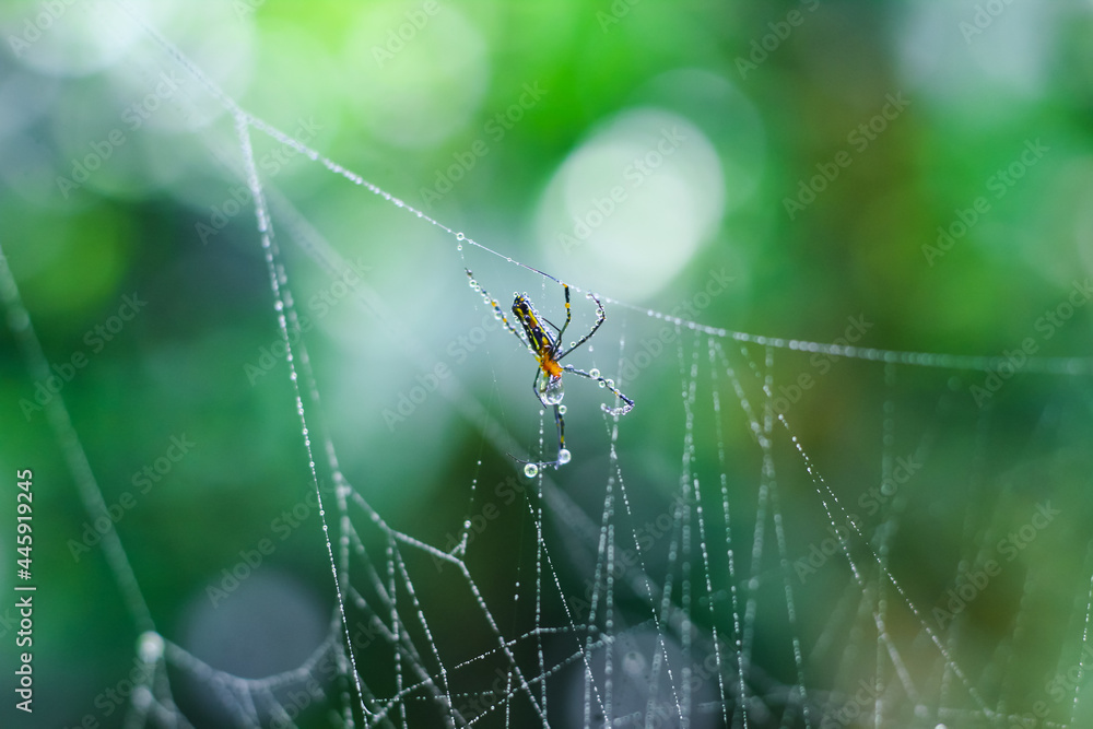 Spider sitting on the web with green background. Dewdrops on spider web (cobweb) closeup with green and bokeh background for the wallpaper. Spider sitting on the web with green background. Dewdrops on spider web (cobweb) closeup with green and bokeh background for the wallpaper.