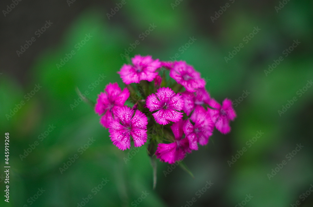 Fototapeta premium Bearded clove, or Turkish carnation on a natural background. Pink blooming clove flowers, in the garden Selective focus