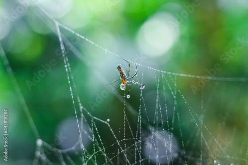 Spider sitting on the web with green background. Dewdrops on spider web (cobweb) closeup with green and bokeh background for the wallpaper.