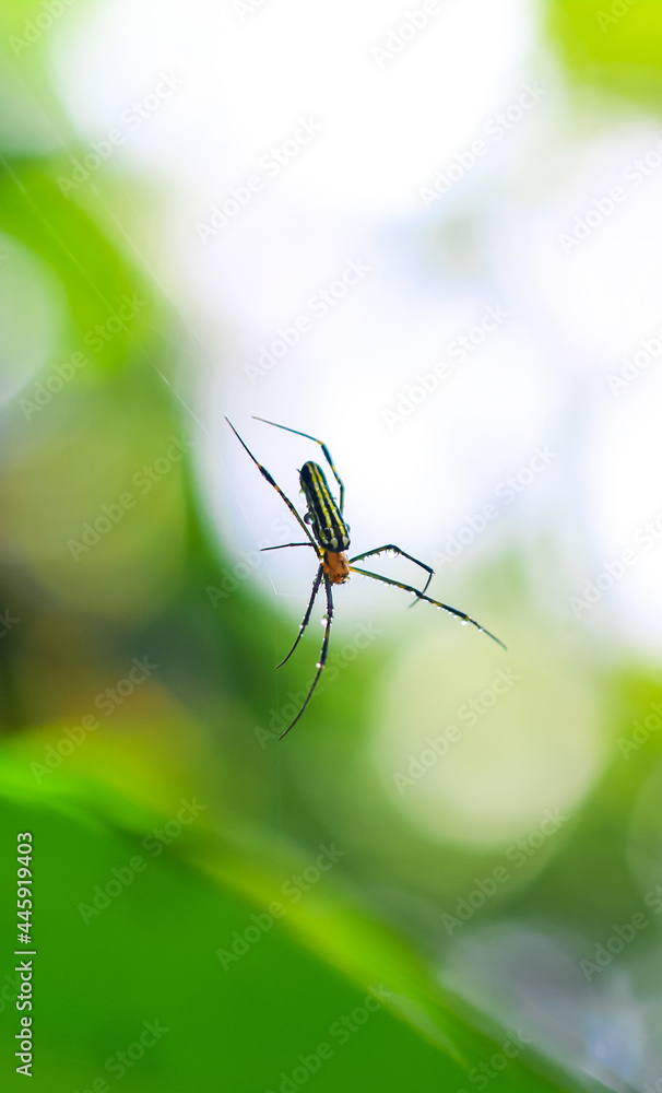 Spider sitting on the web with green background. Dewdrops on spider web (cobweb) closeup with green and bokeh background for the wallpaper. Spider sitting on the web with green background. Dewdrops on spider web (cobweb) closeup with green and bokeh background for the wallpaper.