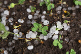 Hail after hailstorm on soil in garden with little pea plant in garden close up. Many ice balls on ground after summer thunderstorm