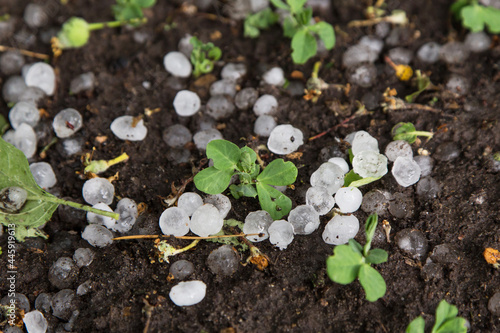 Hail after hailstorm on soil in garden with little pea plant in garden close up. Many ice balls on ground after summer thunderstorm