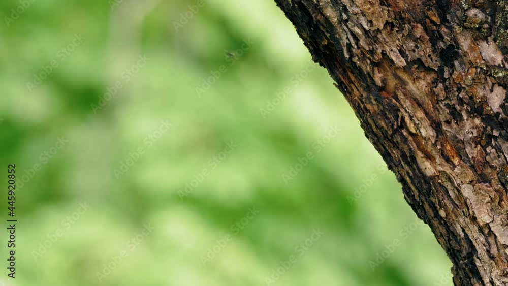 European green woodpecker (Picus viridis) flying out of nest, bird flight in slow motion European green woodpecker (Picus viridis) flying out of nest, bird flight in slow motion