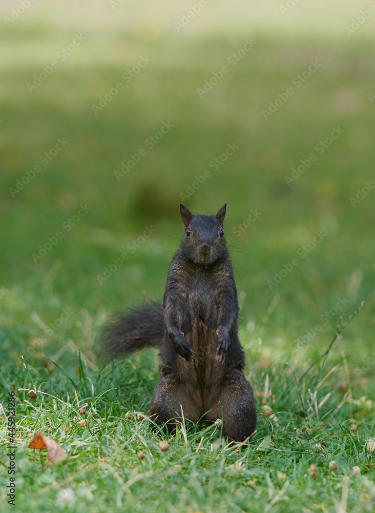 Fototapeta premium Cute red squirrel with long pointed ears in spring time . Wildlife in spring forest. Sciurus vulgaris.