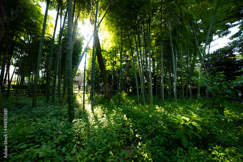 Beautiful bamboo forest at the traditional park daytime wide shot