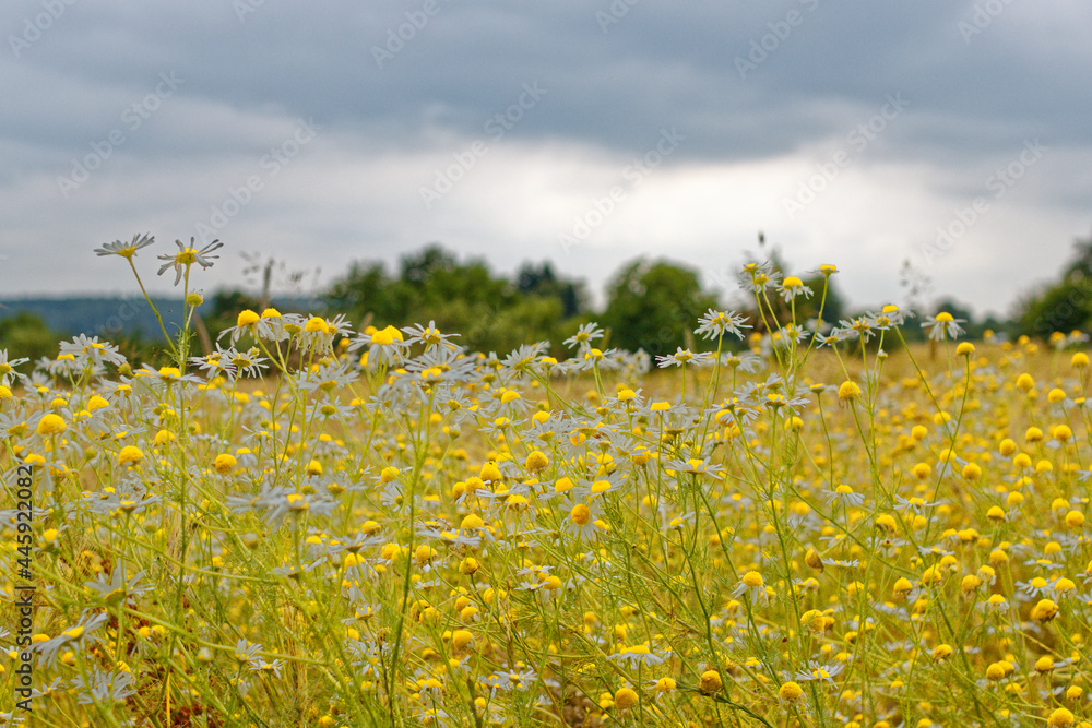 Obraz premium Margariten in einer Blumenwiese vor düsterem Himmel