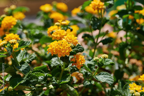 Close up of golden basket or Gold Alyssum flowers  Aurinia saxatilis  yellow ornamental plant surrounded by green leaves