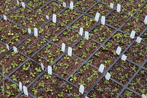 Rows of annual flower seedlings growing in planter pots photo