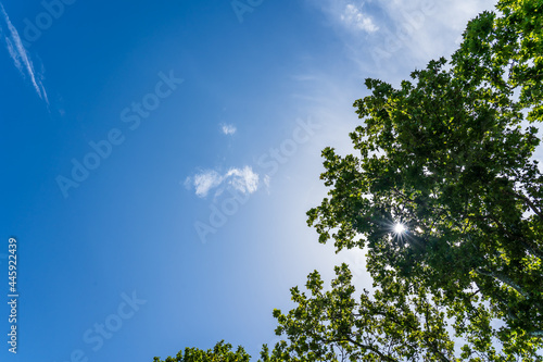 A beautiful summer day with blue sky and clouds with the sun s rays in the leaves of a tree.