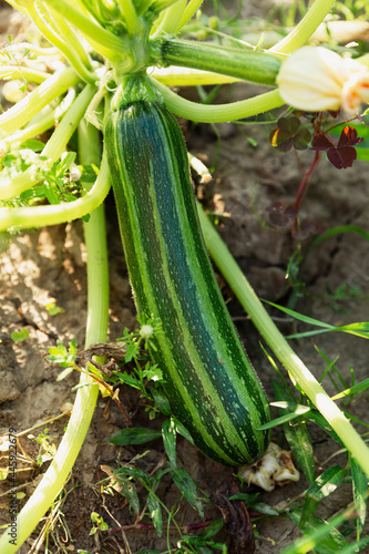 Ripe green striped zucchini in the garden. New harvest from nature. Vitamins and healthy food. Close-up. Vertical.