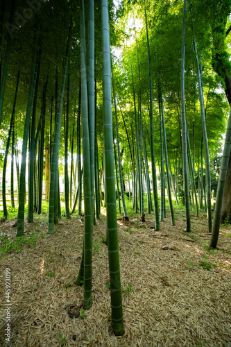 Beautiful bamboo forest at the traditional park daytime wide shot