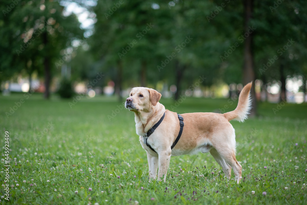 Young beautiful purebred labrador retriever playing outdoors. Young beautiful purebred labrador retriever playing outdoors.