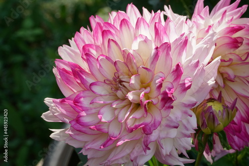 Closeup of pink and white dahlia