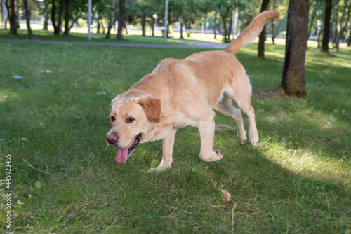 Young beautiful purebred labrador retriever playing outdoors.