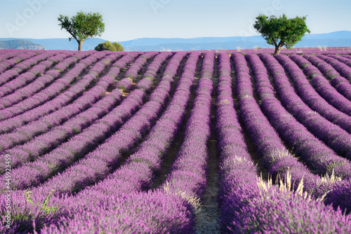 Field of lavender  Provance  France