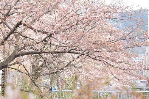 Wallpaper Mural Sakura flower tree in Japan Torontodigital.ca