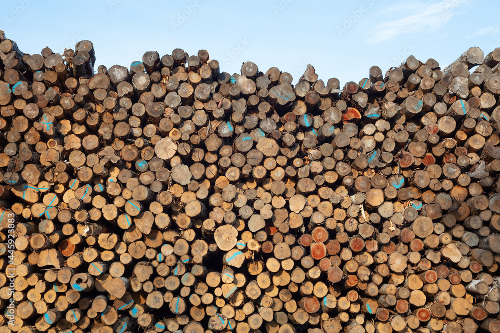 forestry logs stacked raw wood forest cut industry background