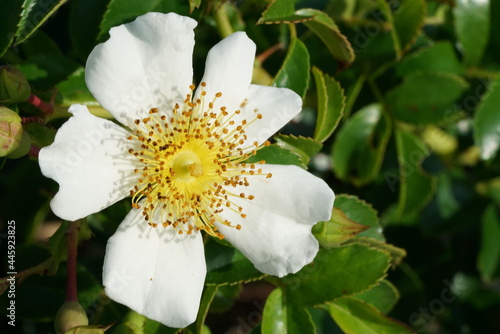 Closeup of wild white rose