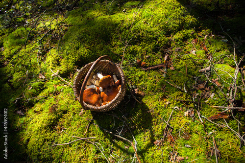 Basket filled with mushrooms on a background of green grass in the forest. A wicker basket stands on the green grass and sunlight streams through the trees.