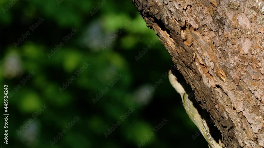 European green woodpecker (Picus viridis) nest, bird in a tree hole European green woodpecker (Picus viridis) nest, bird in a tree hole