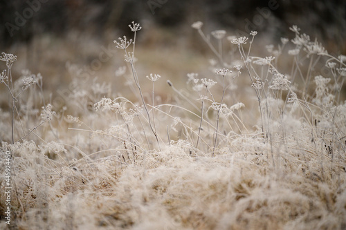 Close up of grass with ice, morning spring frosts, spring awakening.