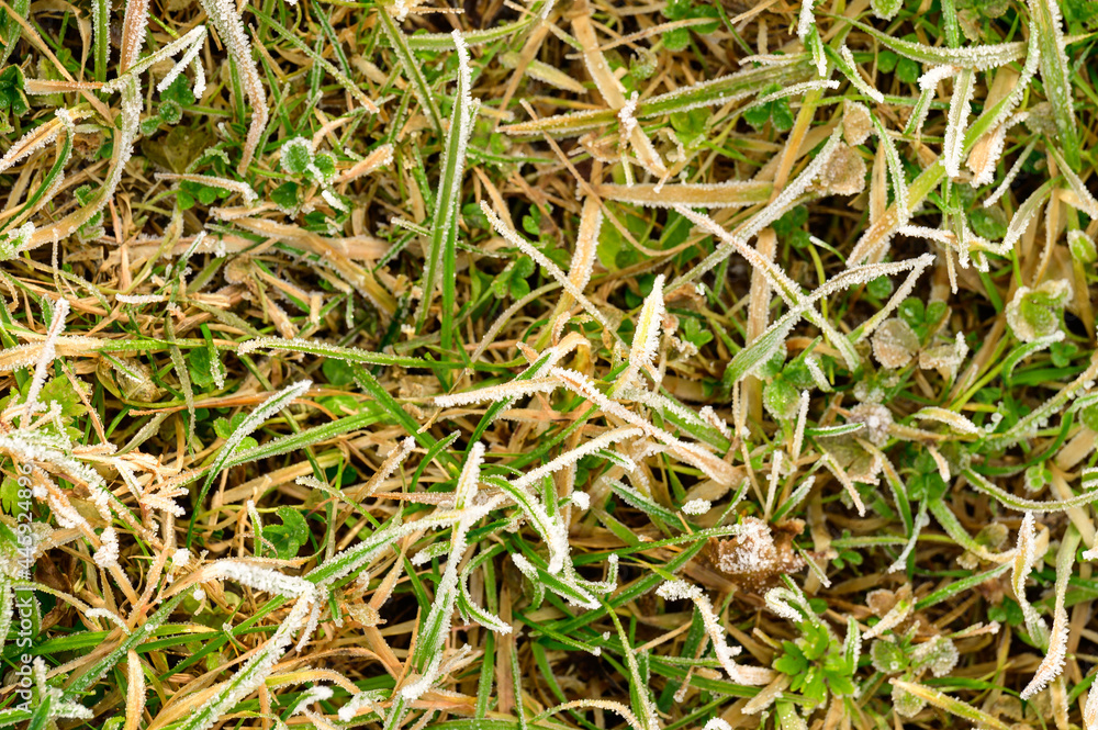 Close up of grass with ice, morning spring frosts, spring awakening. Close up of grass with ice, morning spring frosts, spring awakening.