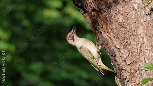 European green woodpecker (Picus viridis) nest, bird feeding chicks in a tree hole