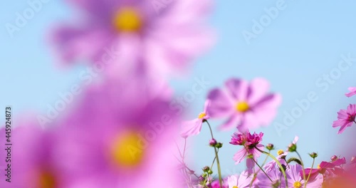 Panning Video of Cosmos Field in Full Bloom.