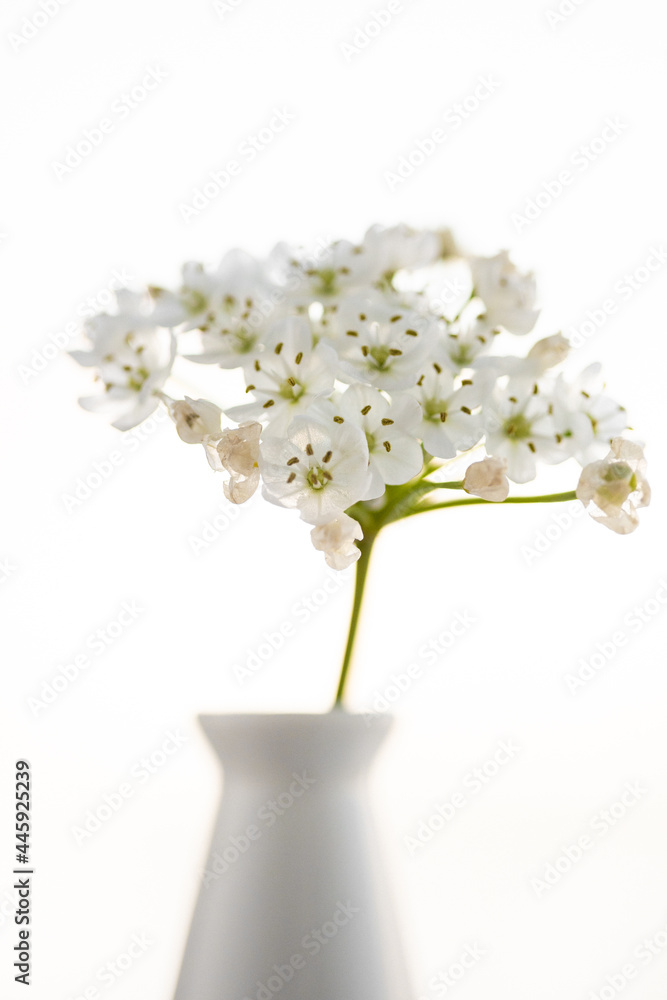 nasturtium flowers
