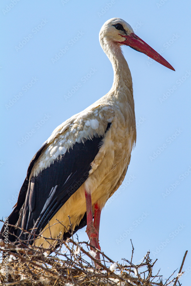 Fototapeta premium Stork in Christian, Romania