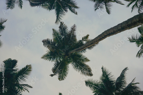 Coconut palm tree against blue sky and sunlight in summer   © 35mm