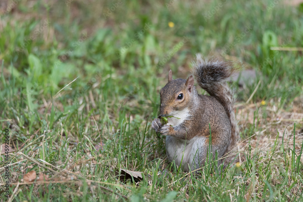 A North American gray squirrel eats sitting on a green lawn A North American gray squirrel eats sitting on a green lawn