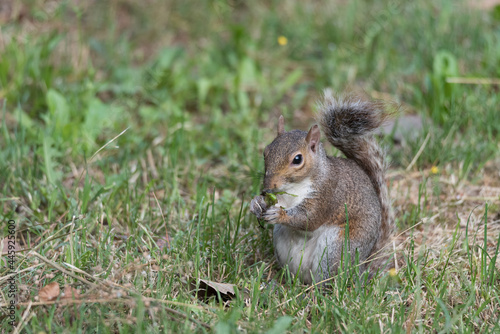 A North American gray squirrel eats sitting on a green lawn