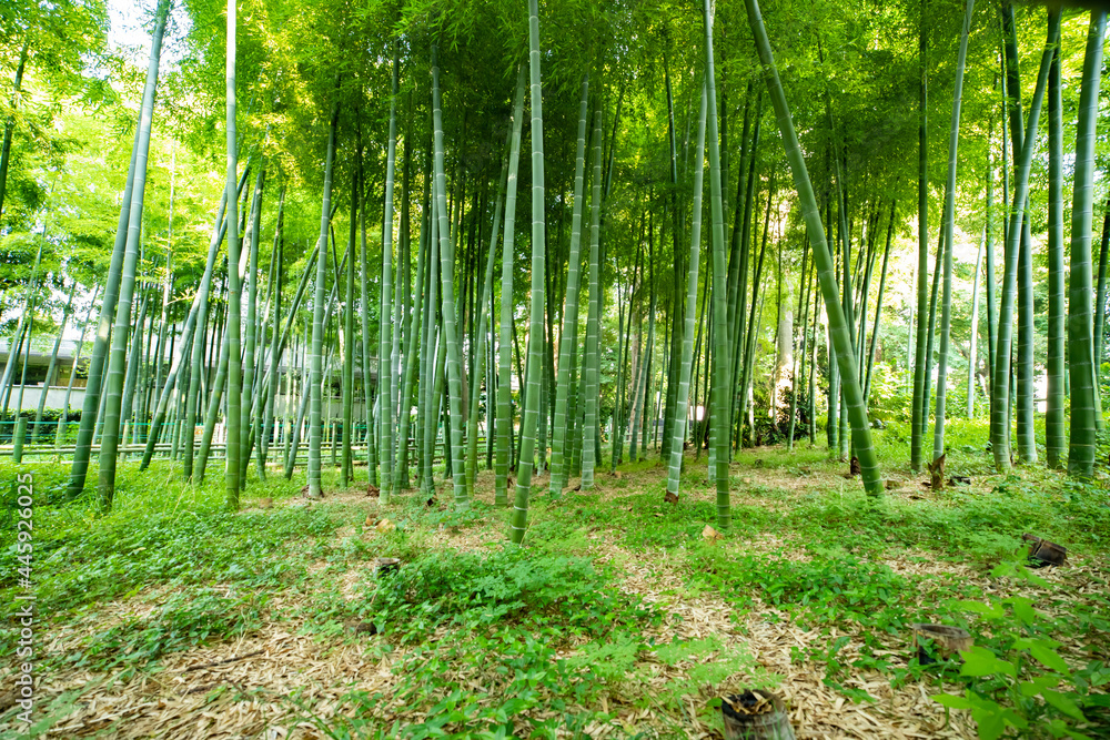 Beautiful bamboo forest at the traditional park daytime wide shot Beautiful bamboo forest at the traditional park daytime wide shot