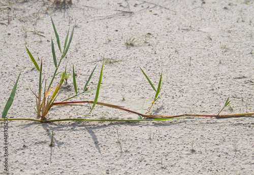 A stolon of Sand sedge, a long rhizome, becomes visible because the wind has blown away the sand  photo