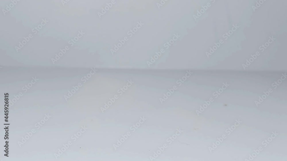Gecko Walking from right to left side with white background Gecko Walking from right to left side with white background