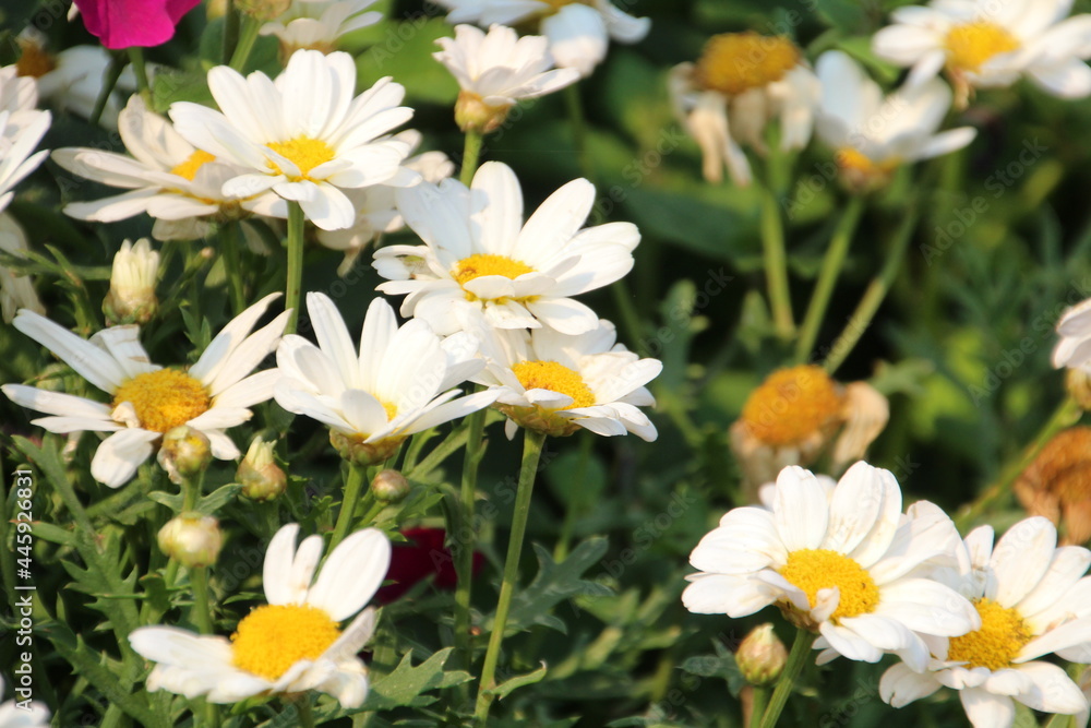 Daisies In Bloom, Banff National Park, Alberta Daisies In Bloom, Banff National Park, Alberta