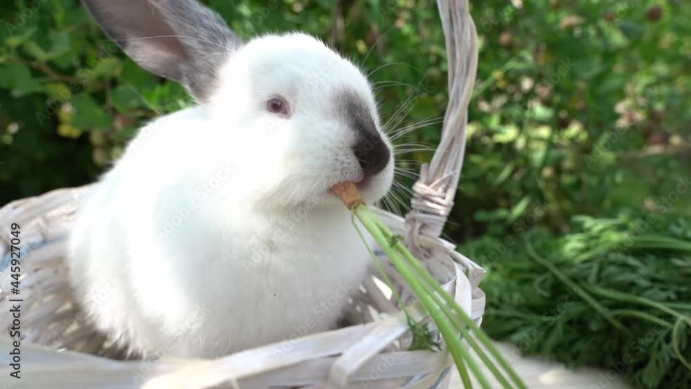 The little rabbit eats carrots in a basket against the background of green bushes. Oriental white cream hares eat carrots, a concept for Easter. Close-up of a rabbit.Lovely bunny easter fluffy bunny, The little rabbit eats carrots in a basket against the background of green bushes. Oriental white cream hares eat carrots, a concept for Easter. Close-up of a rabbit.Lovely bunny easter fluffy bunny,