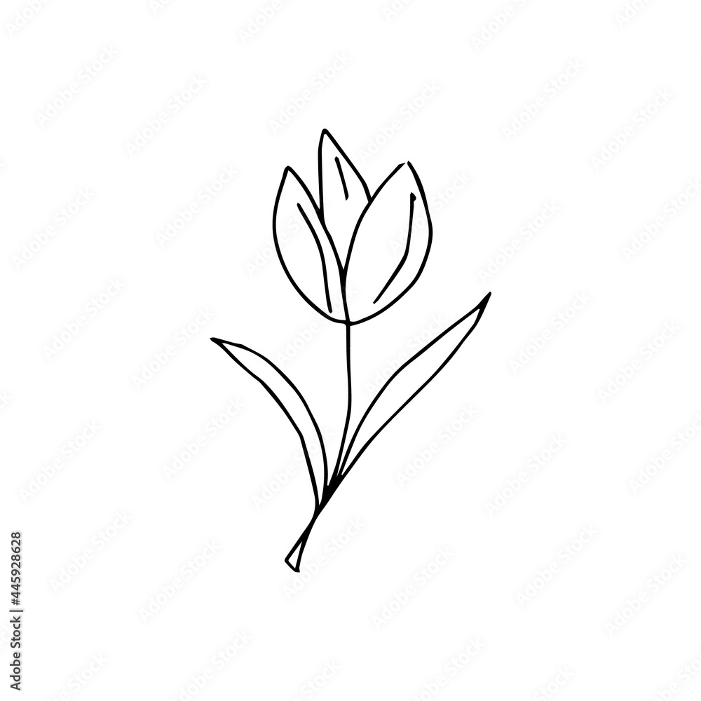 A minimalistic single element of a tulip flower, hand-drawn. Vector black and white doodle illustration for logo, design and postcards