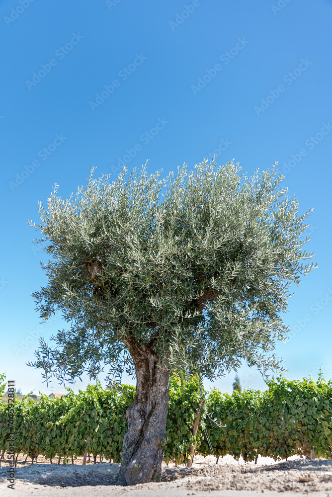 Olive tree with olives in the field