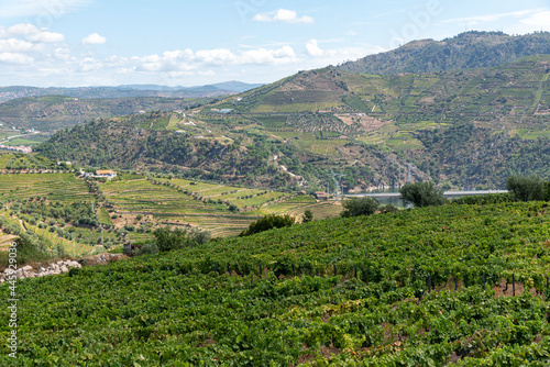 Rural mountain landscape with vineyards