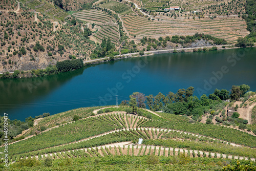 Vineyards on the Douro River, Portugal