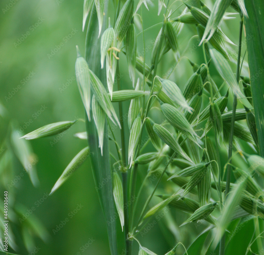 Closeup of green oats on the field Closeup of green oats on the field