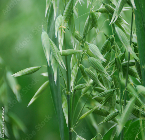 Closeup of green oats on the field