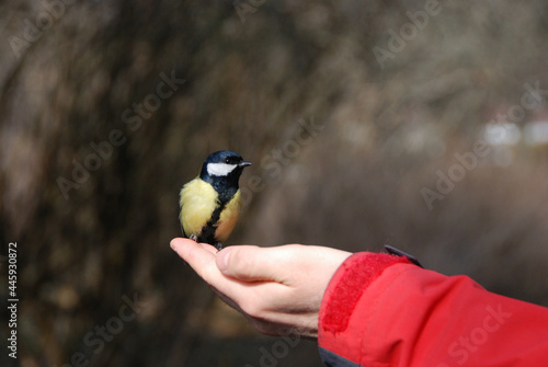 Great tit sitting happily on a hand